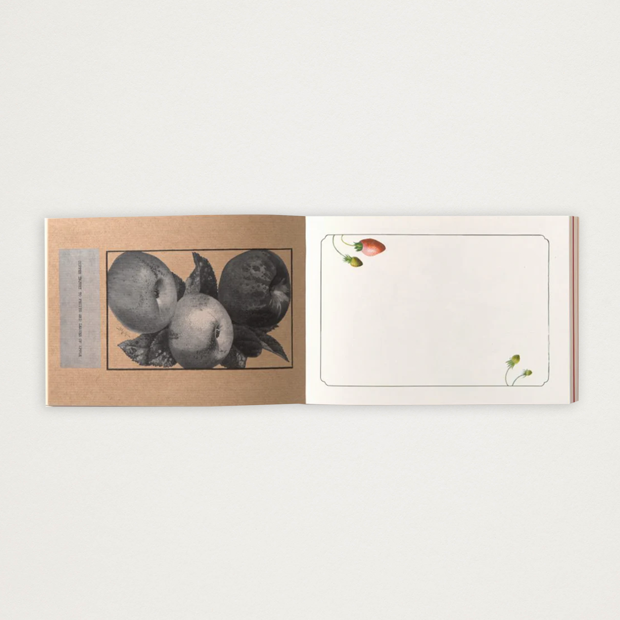 Bloco de Papel de Carta frutas vintage